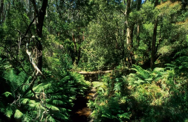 Temperate Rainforest Otway National Park Great Ocean Road Victoria Australia — Stockfoto