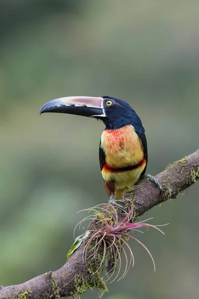 Collared Aracari Sitting Branch Kostarika Střední Amerika — Stock fotografie