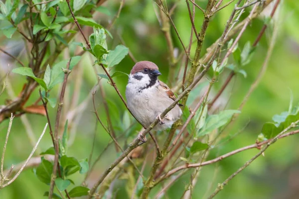 Tree Sparrow Pfbmontanus Fuldabrck Fuldabrck Гессен Германия Европа — стоковое фото