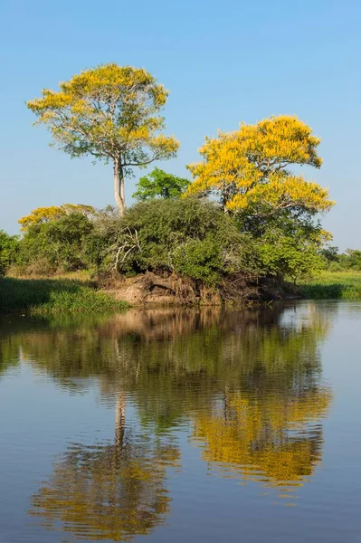 Vochysia Divergens Trees Cuiaba River Pantanal Mato Grosso State Brazil — Stock Photo, Image