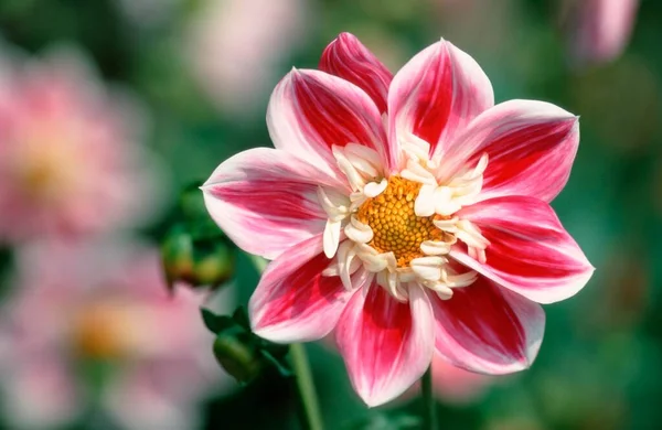 Collar Dahlia Flower Close View Summer Concept — Stock Photo, Image