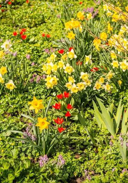 Daffodils Tulips Spring Flowers Planten Blomen Hamburg Germany Europe — Stockfoto