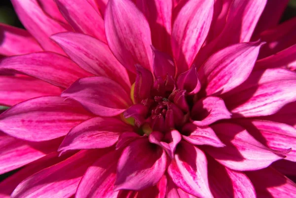 Dalia Blossom Detalj Dahlia Hybrida — Stockfoto