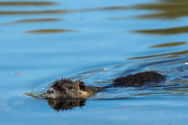 Nutria Nadando Água Mrfelden Waldorf Hesse Alemanha Europa — Fotografia de Stock