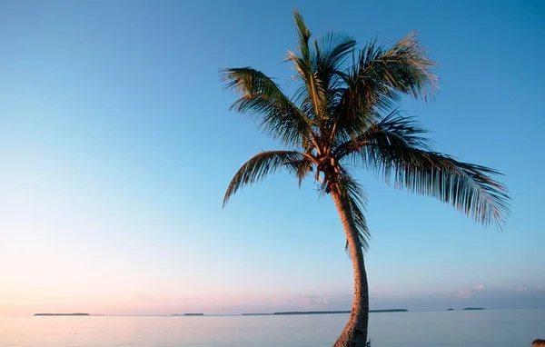 Кокосовая Пальма Утреннем Свете Национальный Парк Эверфедс Флорида Сша Cocos — стоковое фото