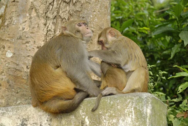 Μαϊμού Στο Ναό Swayambunath Κατμαντού Νεπάλ Ασία — Φωτογραφία Αρχείου