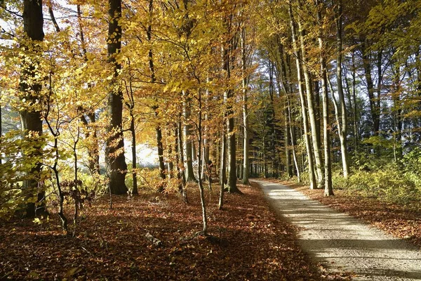 Path Autumn Forest Sense District Sensebezirk Freiburg Canton Switzerland Europe — Zdjęcie stockowe
