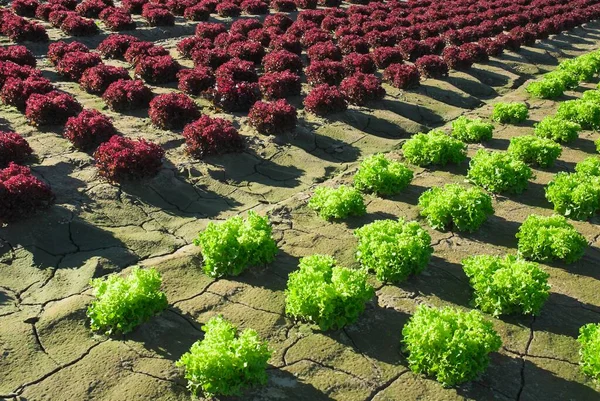 Red Green Heads Lettuce Growing Field Lower Saxony Germany Europe — Stock Photo, Image