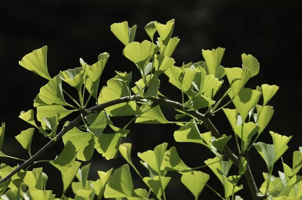 Close Ginkgo Leaves Gingko — Stockfoto