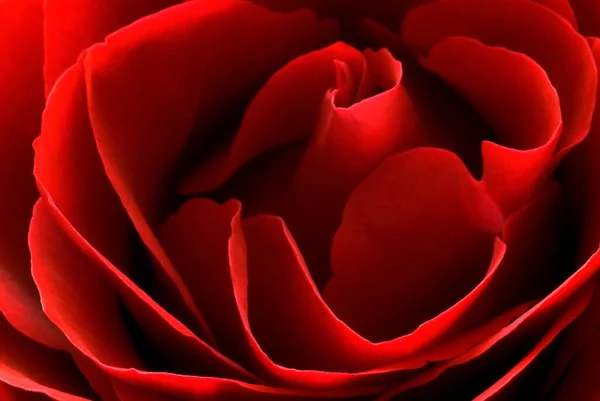 Detail Einer Nahaufnahme Einer Rosenblüte — Stockfoto