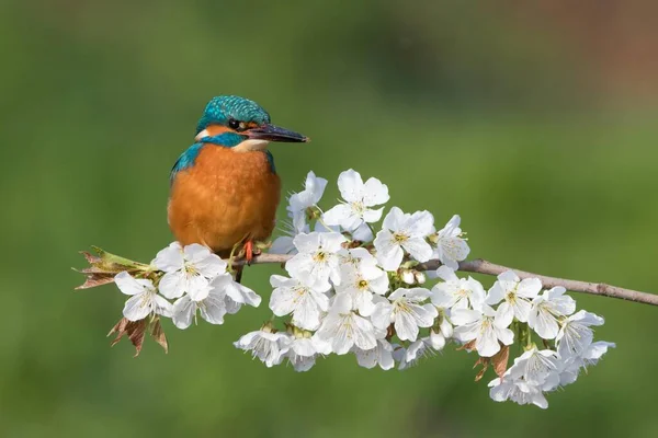 Kingfisher Alcedo Atthis Male Sitting Flowering Branch Wild Cherry Prunus — Photo