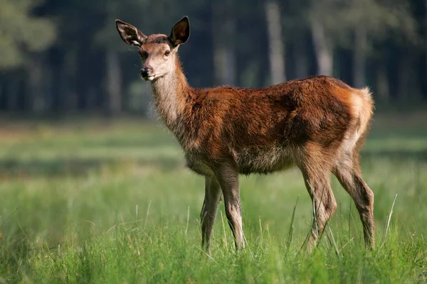 Red Deer Cervus Elaphus Fawn — стоковое фото