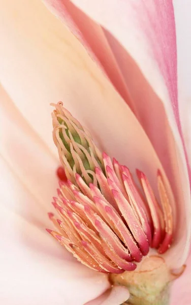 Квітка Магнолії Вид Крупним Планом Літня Концепція — стокове фото