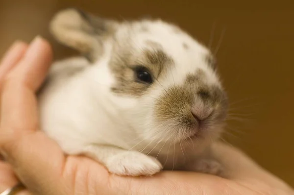 Малыш Карликового Кролика Лежит Руке — стоковое фото