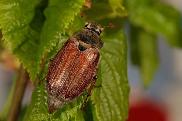 Cockchafer May Bug Melolontha —  Fotos de Stock