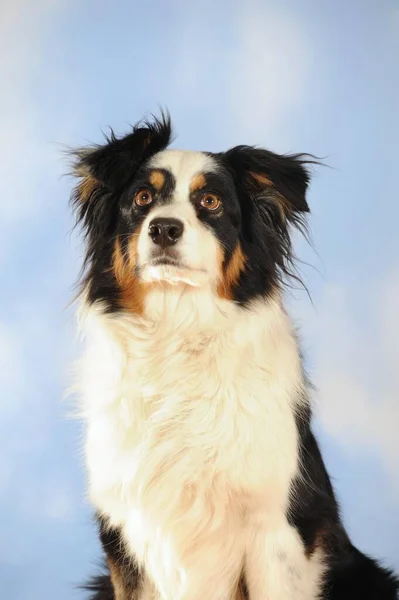 Australian Shepherd Tricolor Bitch Animal Portrait — 图库照片