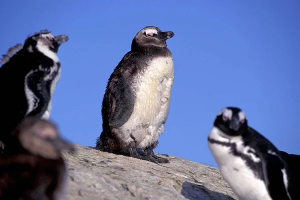 Три Портрети Пінгвінів Природному Середовищі — стокове фото