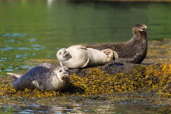 Grey Seals Bantry Bay Cork Ireland Europe — Stockfoto