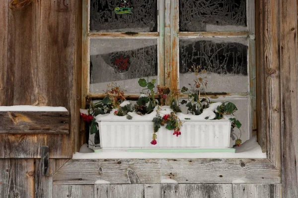 Frozen Geranium Flowers Onset Winter — Stock Photo, Image