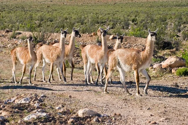 Herd Guanacos Atacama Desert Chile South America — Fotografia de Stock