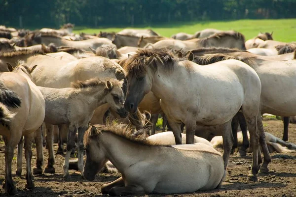 Wild Horses Merfelder Bruch Duelmen North Rhine Westfalia Germany Europe — Zdjęcie stockowe