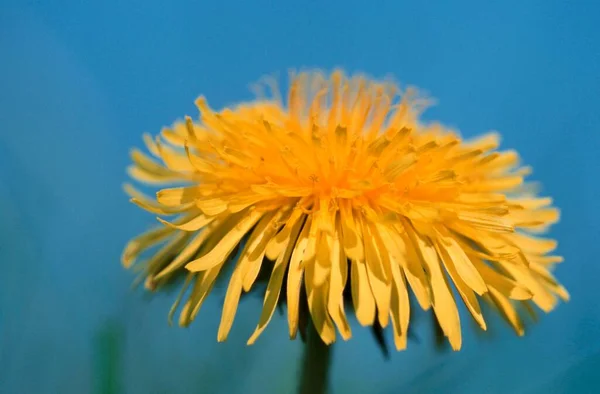 Dandelion Flower Close View Summer Concept — Stockfoto