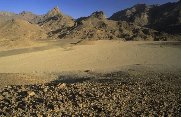 Acacia Trees Dry Valley Jebel Uweinat Jabal Awaynat Libya Africa — Stockfoto