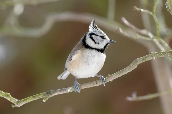 Crested Tit Sitting Tree Branch — Stock Photo, Image