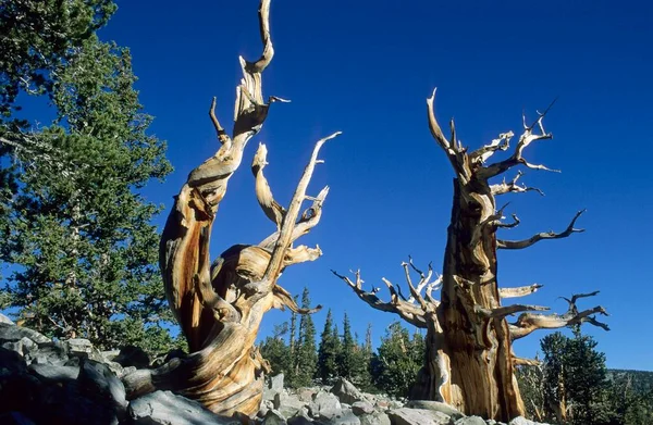 Bristlecone Pine Glacier Valley Great Basin National Park Nevada Usa — Stock Photo, Image