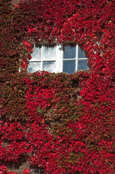 Window Wall Covered Autumn Coloured Vine Leaves Germany Europe —  Fotos de Stock