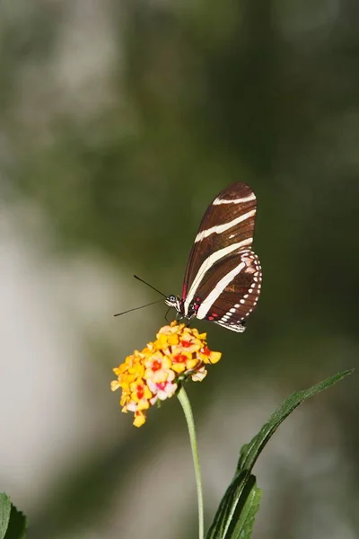 Aile Longue Zébrée Heliconius Charithonia — Photo