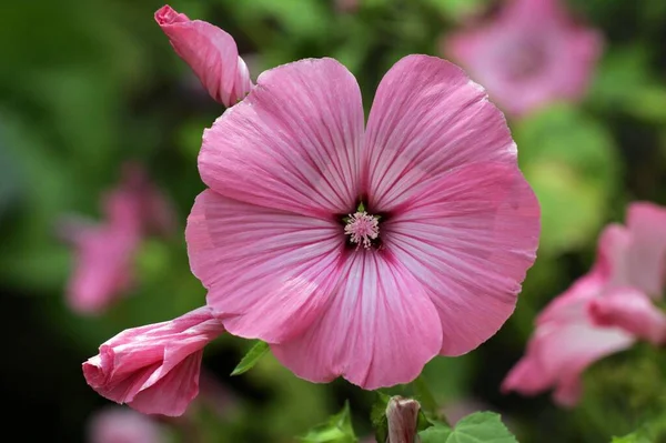 Tree Mallow Flowers Close View Summer Concept — Stok fotoğraf