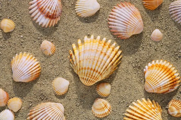 Shells Sand Close View — 스톡 사진