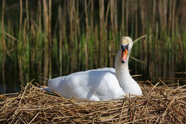 Cisne Mudo Reprodutor Ninho Schleswig Holstein Alemanha Europa — Fotografia de Stock