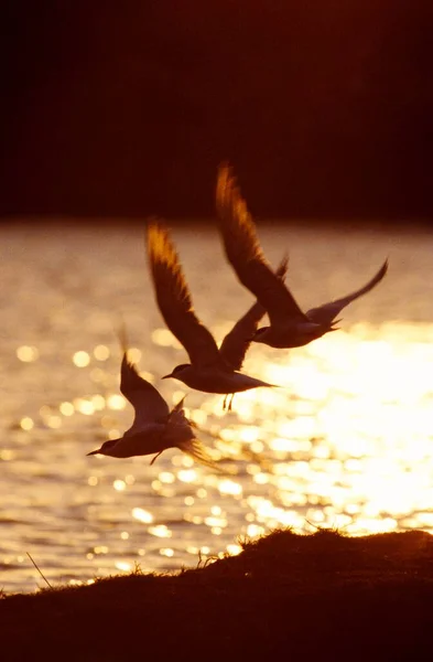 Rybák Obecný Sterna Hirundo Dospělí Ptáci Letící Zlatém Večerním Světle — Stock fotografie