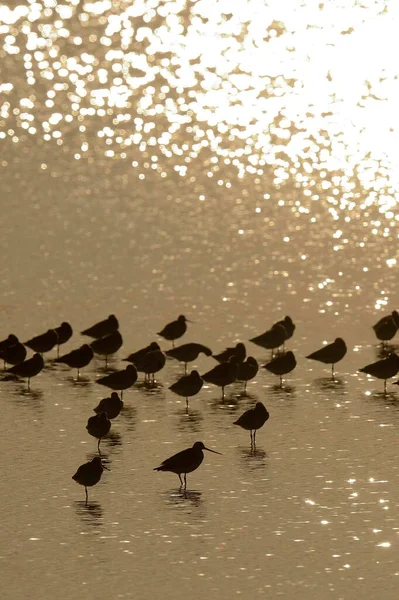 Bar Tailed Godwit Limosa Lapponica Backlit Standing Water Texel Netherlands — Zdjęcie stockowe