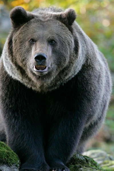 Европейский Бурый Медведь Ursus Arctos — стоковое фото