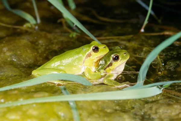 Grenouilles Arbustives Européennes Faisant Amour Dans Leur Habitat Nuit Muensterland — Photo