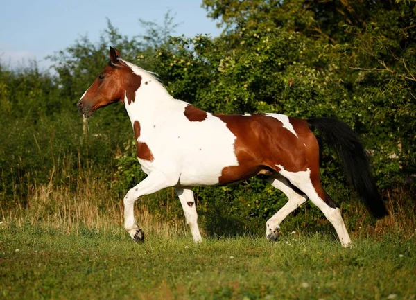 Wiekopolska Gelding Skewbald Horse Trotting Meadow — 图库照片