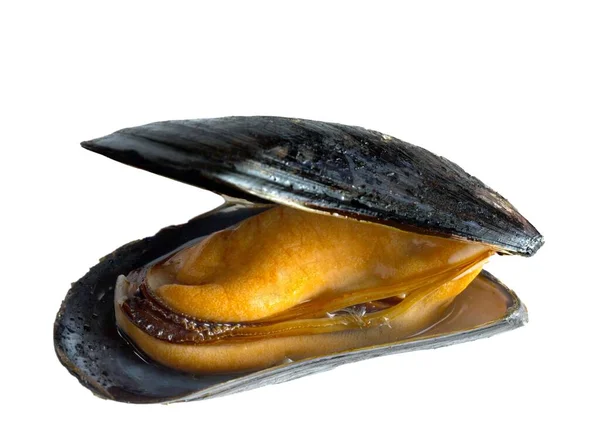 Cooked Mussel Mytilidae Close — Stok fotoğraf