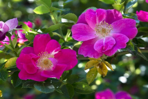 Flowering Wild Rose Bavaria Germany Europe —  Fotos de Stock