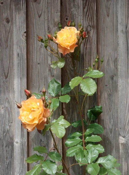 Climbing Rose Rosa Wooden Wall —  Fotos de Stock