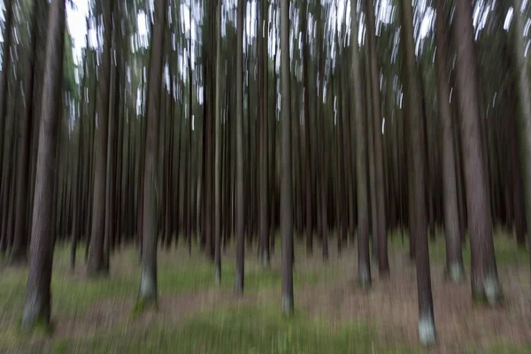 Conifers Distorted Bavarian Forest Viechtach Bavaria Germany Europe — Fotografia de Stock