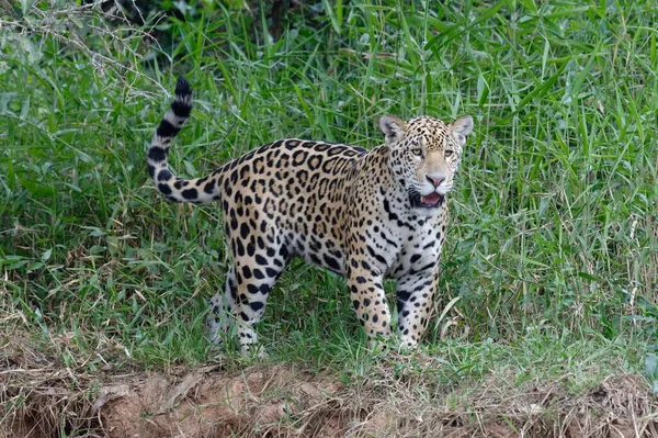 Fiatal Jaguár Panthera Onca Folyóparton Cuiaba Folyó Pantanal Mato Grosso — Stock Fotó