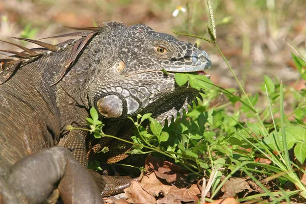 Iguana Eat Grass Florida — Stock Photo, Image