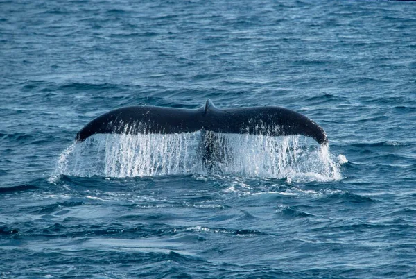 Humpback Whale Megaptera Novaeangliae Tail Fin Gerlache Strait Antarctica — 스톡 사진