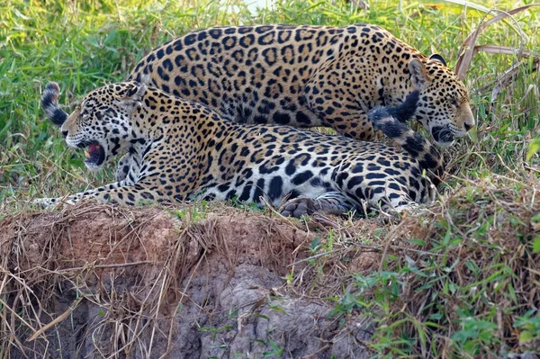 Взрослая Самка Ягуара Panthera Onca Молодняком Берегу Реки Река Куяба — стоковое фото