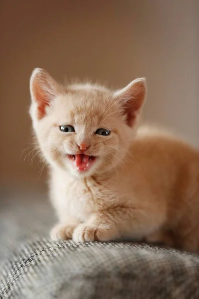 Gatinho Semanas Sentado Sofá — Fotografia de Stock