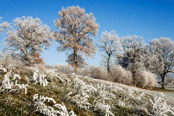 Hoarfrosted Pedunculate Oaks Quercus Robur Sense District Fribourg Switzerland Europe — ストック写真