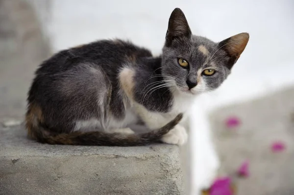 Cat in Piles, Karpathos, Aegean Islands, Aegean Sea, Greece, Europe